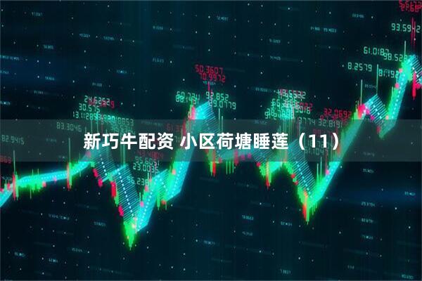 新巧牛配资 小区荷塘睡莲（11）